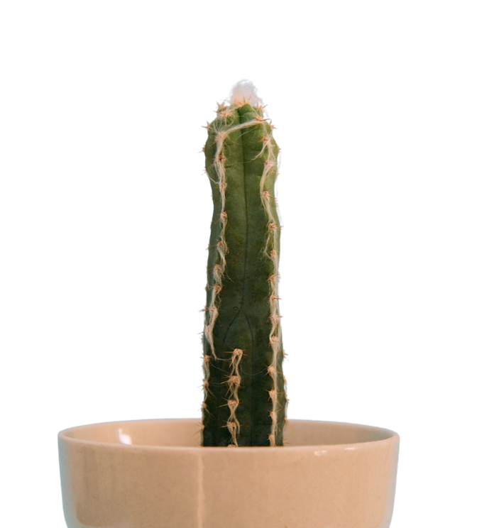 a small cactus in a pot